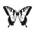 Motyl 1 szablon malarski