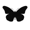 Motyl 15 szablon malarski