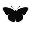 Motyl 16 szablon malarski
