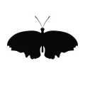 Motyl 18 szablon malarski