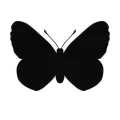 Motyl 21 szablon malarski
