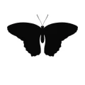Motyl 22 szablon malarski