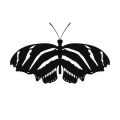 Motyl 6 szablon malarski