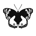 Motyl 7 szablon malarski