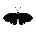 Motyl 18 naklejka samoprzylepna