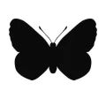 Motyl 21 naklejka samoprzylepna