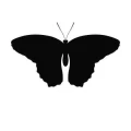 Motyl 22 naklejka samoprzylepna