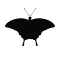 Motyl 23 naklejka samoprzylepna