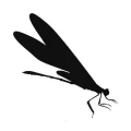 Ważka 1060 naklejka samoprzylepna