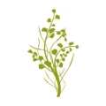 Drzewo 1294 szablon malarski